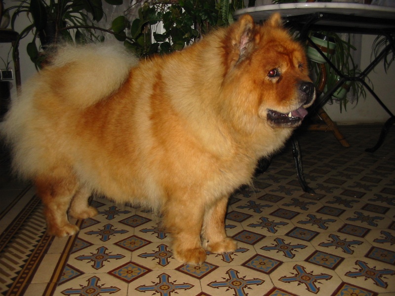 chiens adultes