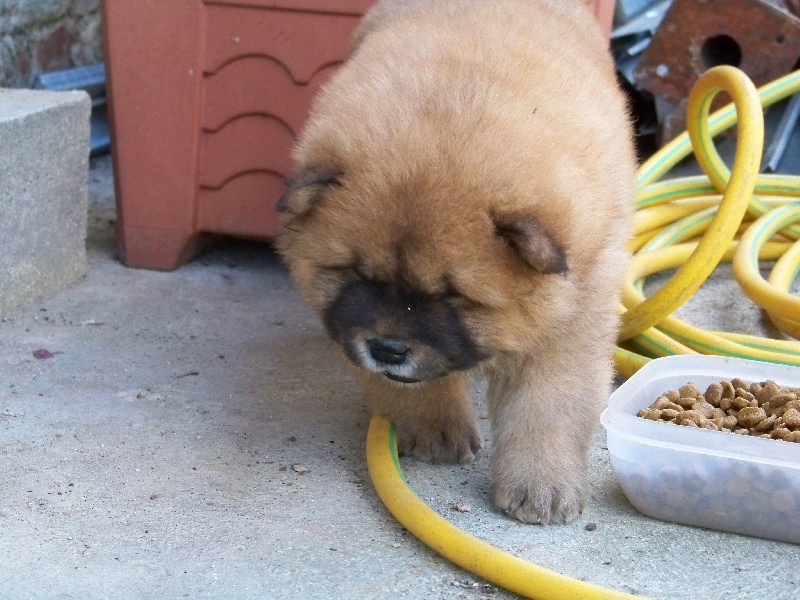 chiots